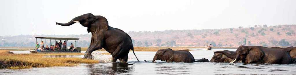 Chobe River - Ultimate African Safari
