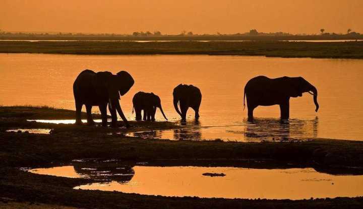 The Ultimate African Safari