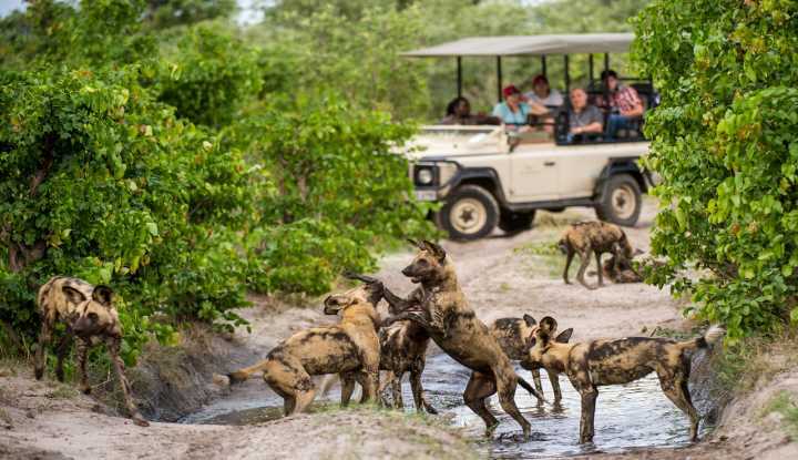 The Ultimate African Safari